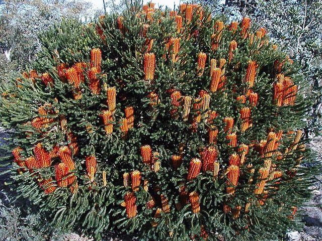 Banksia Ericifolia ‘Dwarf’ (Dwarf Heath Banksia)