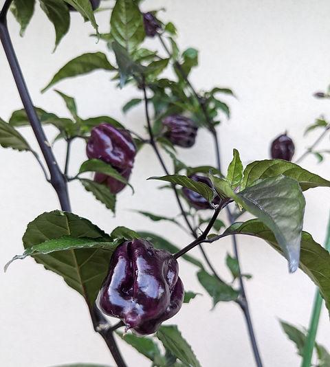 Capsicum Annuum (Yaki Blue Chilli)