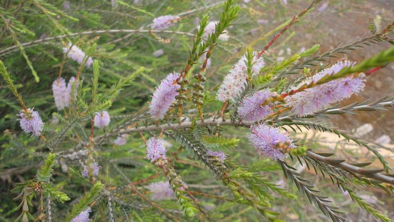 Melaleuca Decussata (Cross-Leaved Honey Myrtle)