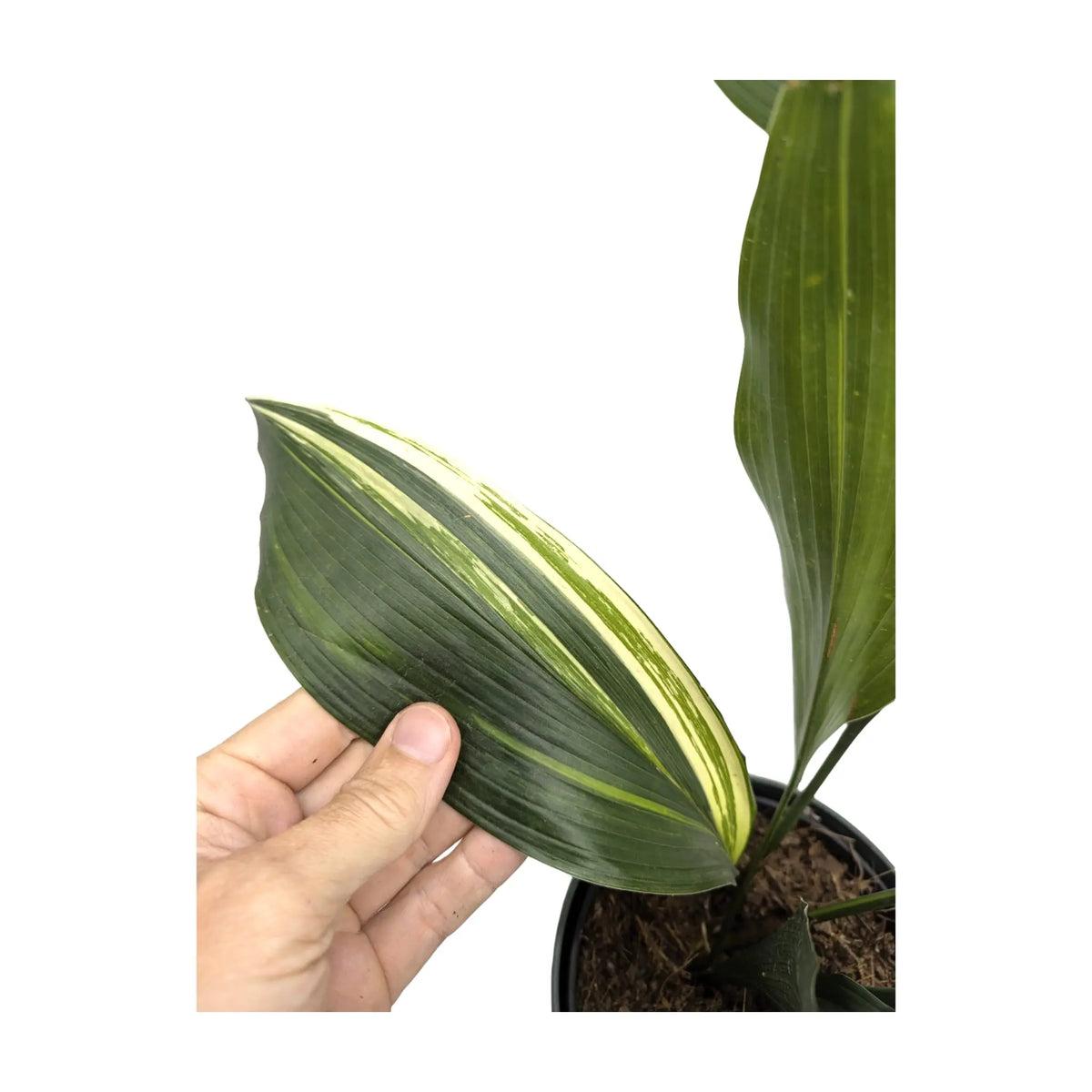 Aspidistra Elatior ‘Variegata’ (Variegated Cast Iron Plant)