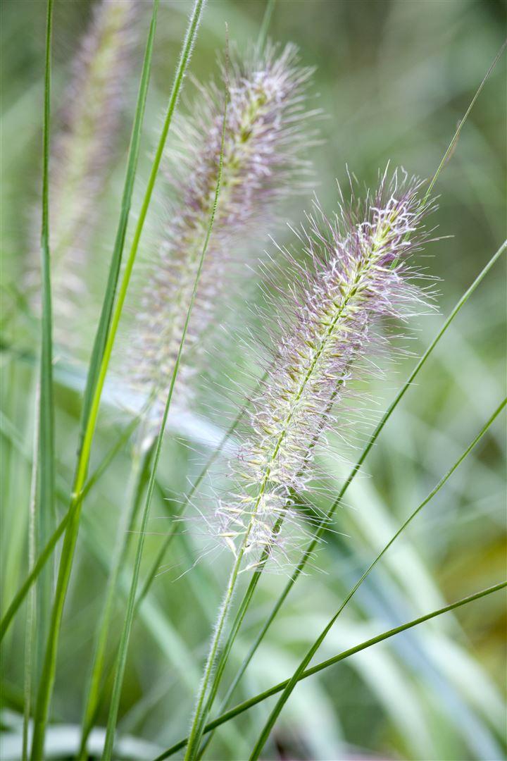 Pennisetum Alopecuroides (Fountain Grass)