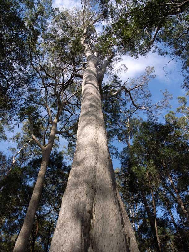 Corymbia Maculata (Spotted Gum Tree)