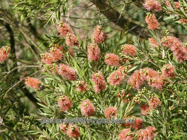 Callistemon Sieberi ‘Sugar Candy’ (Sugar Candy Bottlebrush)