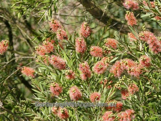 Callistemon Sieberi ‘Sugar Candy’ (Sugar Candy Bottlebrush)