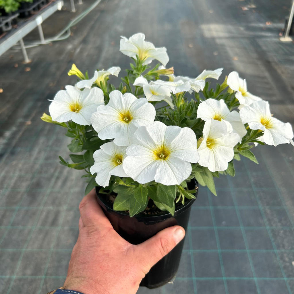Petchoa SuperCal® Pearl White (Petchoa)