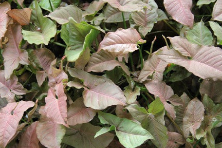 Syngonium (Pink)