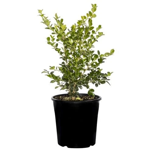 Potted Japanese Boxwood available for sale, displaying its dense, evergreen foliage ideal for hedges or topiary.