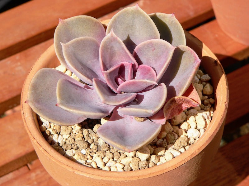Echeveria ‘Acacia Ponds’