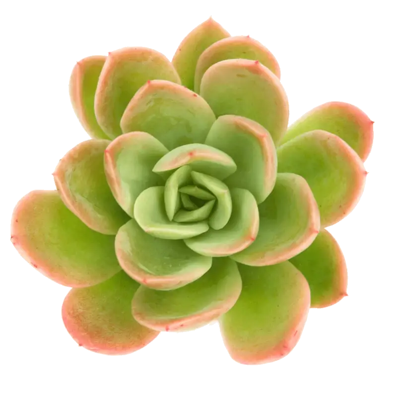Echeveria ‘Yamatoren’