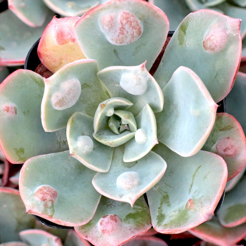Echeveria ‘Raindrops’ (Raindrops Echeveria)