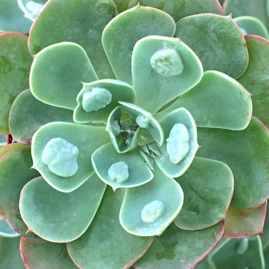 Echeveria ‘Raindrops’ (Raindrops Echeveria)