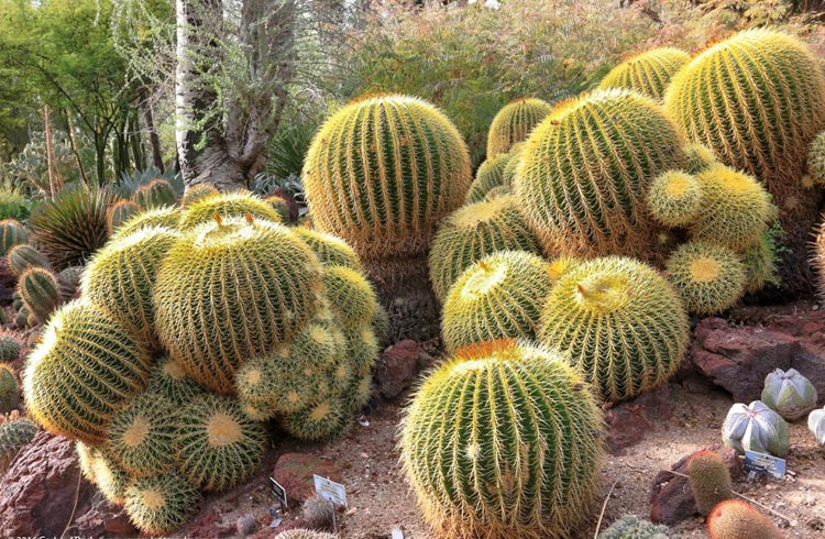 Echinocactus Grusonii (Golden Barrel Cactus)