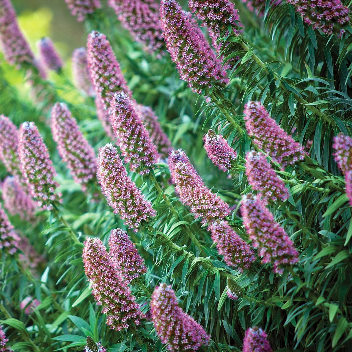 Echium Candicans ‘Heronswood Pink’ (Heronswood Pink Pride Of Madeira)