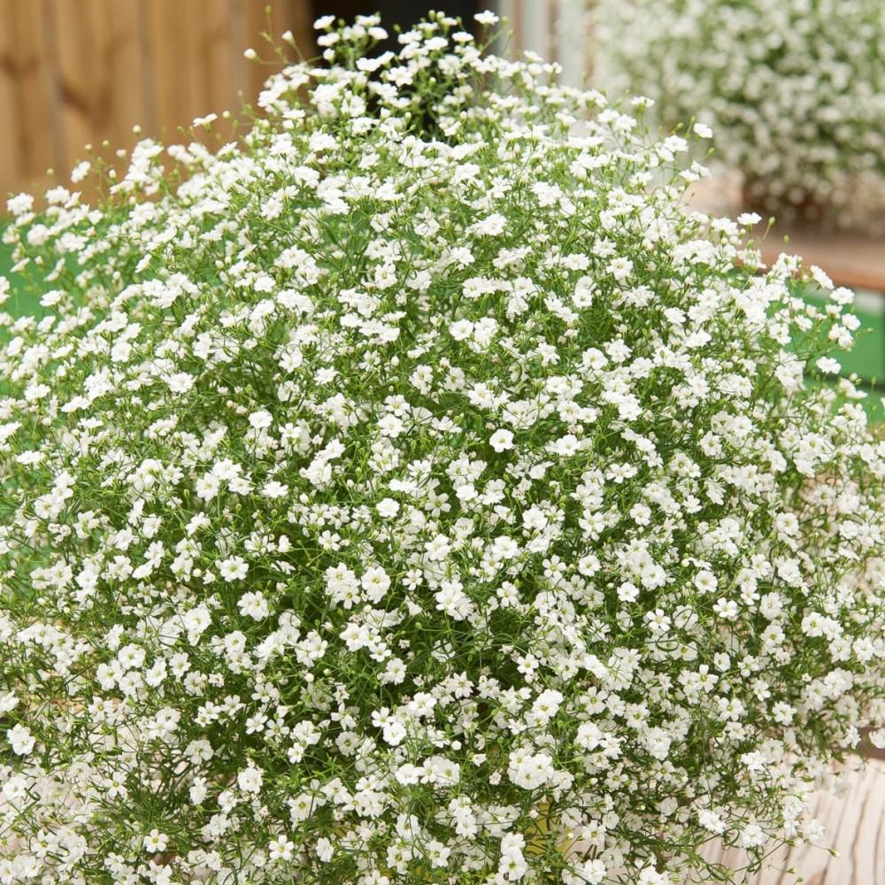 Gypsophila muralis ‘Gypsy White’ (Gypsy White Cushion Baby’s Breath)