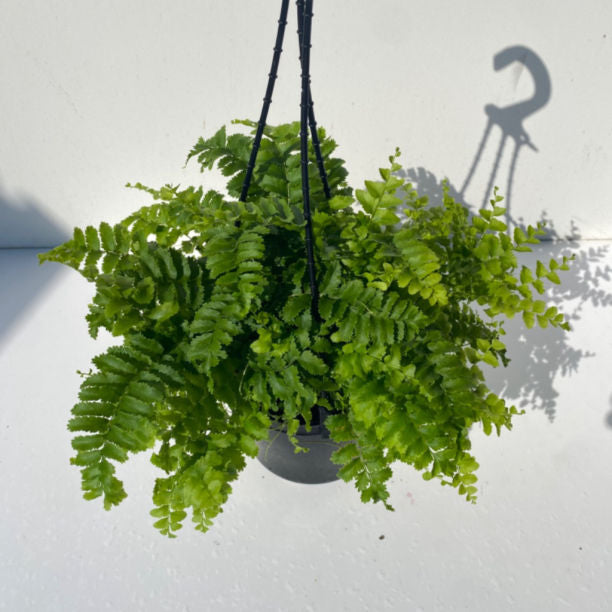 Nephrolepis Exaltata ‘Pom Pom’ (Pom Pom Boston Fern)