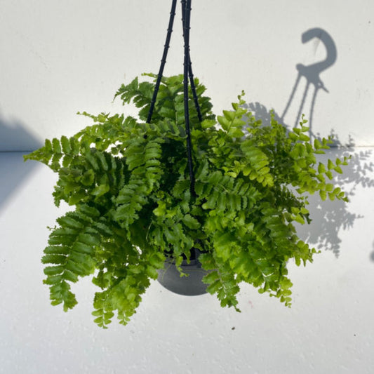 Nephrolepis Exaltata ‘Pom Pom’ (Pom Pom Boston Fern)