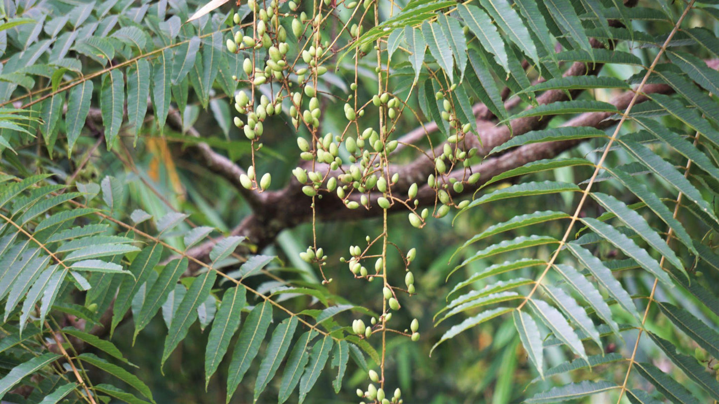 Toona Sinensis (Chinese Cedar) CLEARANCE