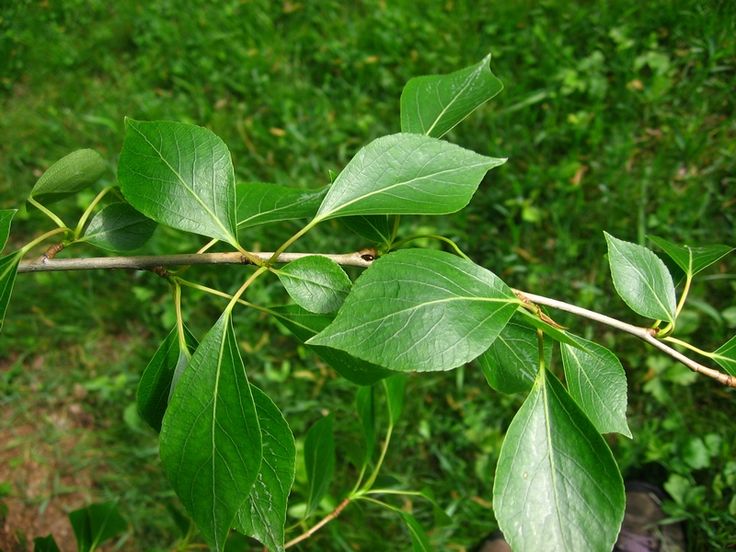 Populus Simonii ‘Fastigiata’ (Upright Simon Poplar)