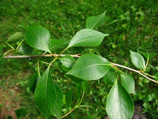 Populus Simonii ‘Fastigiata’ (Upright Simon Poplar)