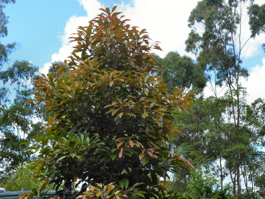 Elaeocarpus Eumundi (Eumundi Quandong)