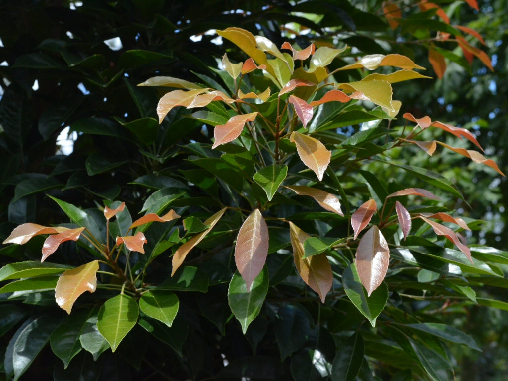 Elaeocarpus Eumundi (Eumundi Quandong)