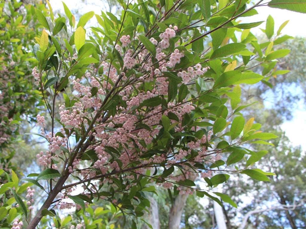 Prima Tree Elaeocarpus reticulatus Prima Donna – Elegant Flowering Tree | Nursery ...