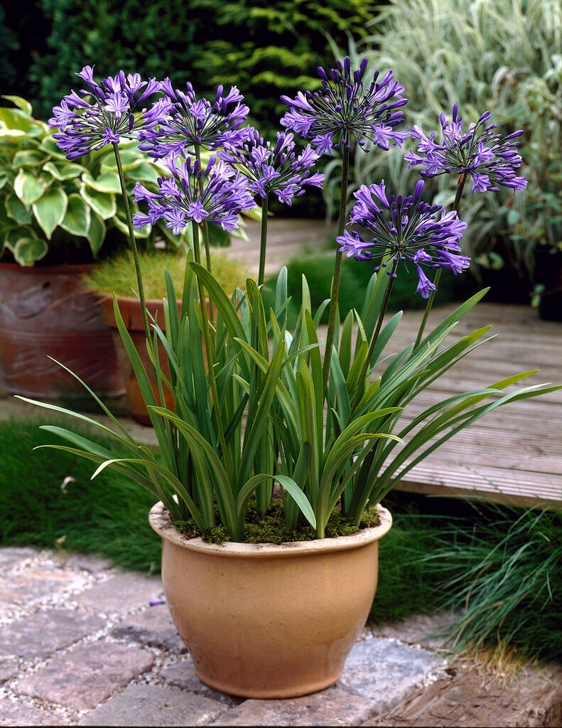 Agapanthus orientalis Blue