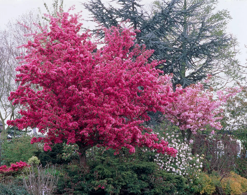 Malus × moerlandsii 'Profusion' (Profusion Crab Apple)