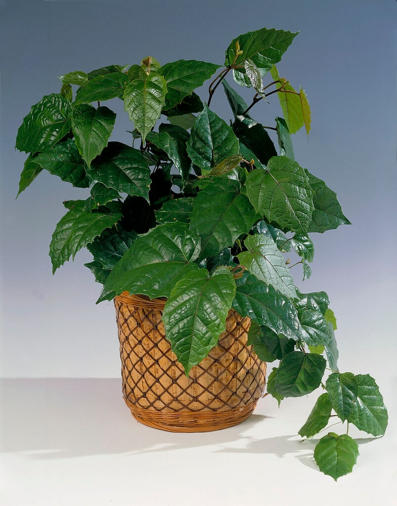 Cissus antarctica (Kangaroo Vine)