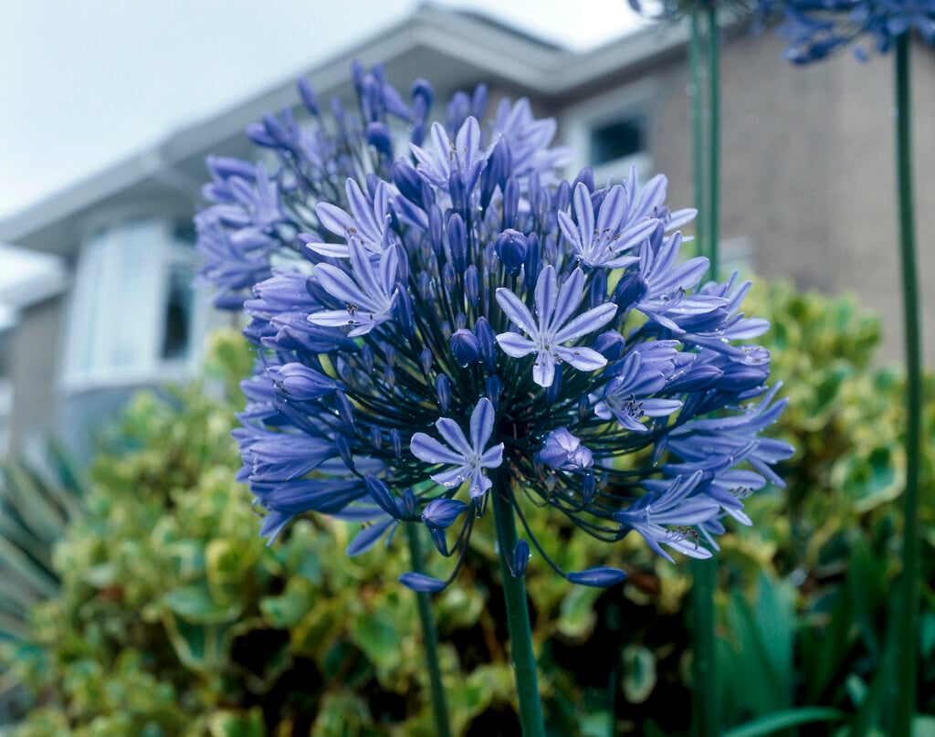 Agapanthus orientalis Blue