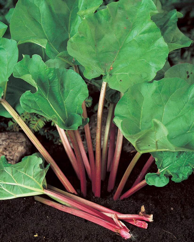 Rheum Rhabarbarum (Rhubarb)