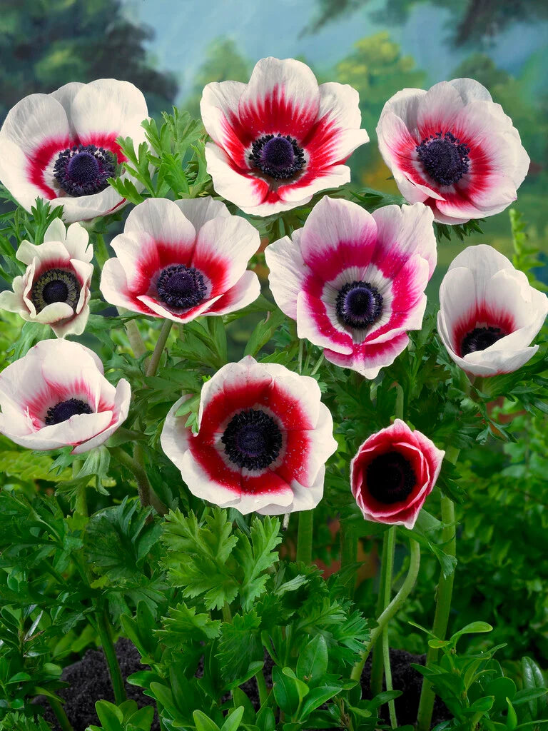 Anemone ‘Bi-Colour’ (Bi-Colour Anemone)
