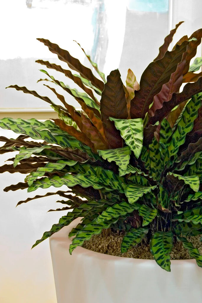 Calathea Insignis (Rattlesnake) (syn. Goeppertia)