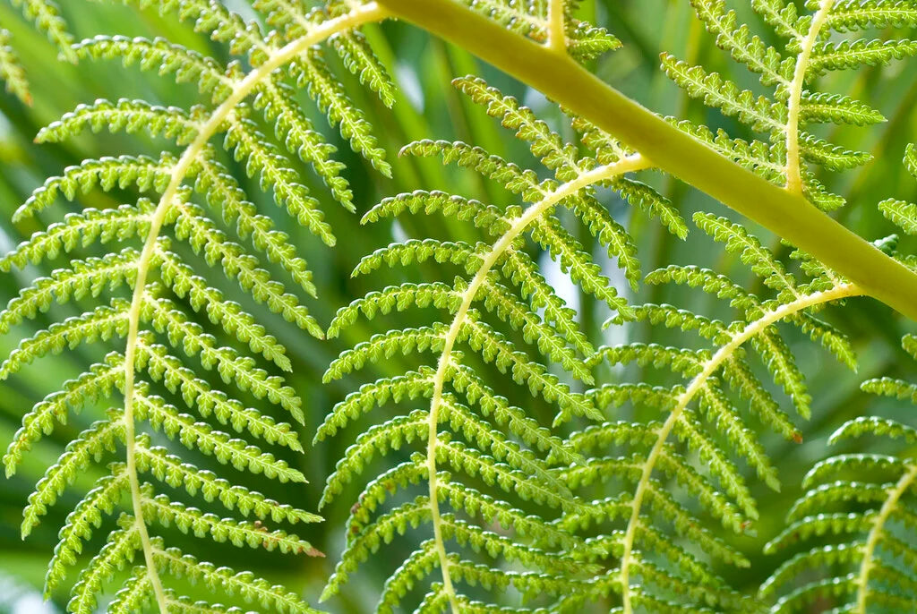 Dicksonia antarctica (Soft Tree Fern)