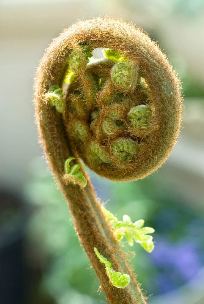Dicksonia antarctica (Soft Tree Fern)