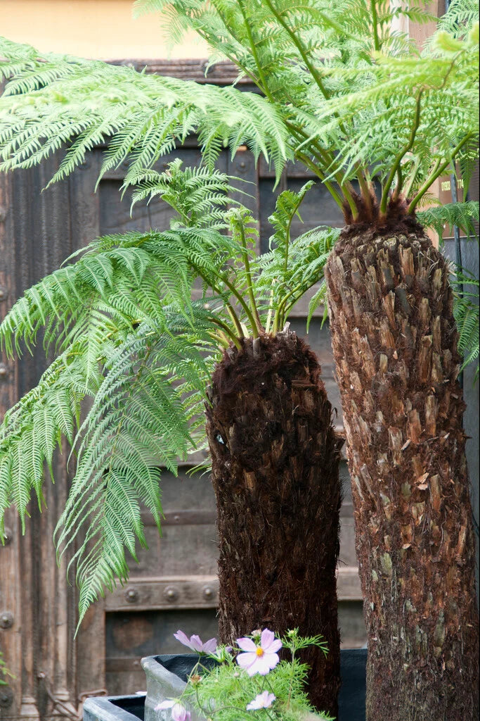 Dicksonia antarctica (Soft Tree Fern)