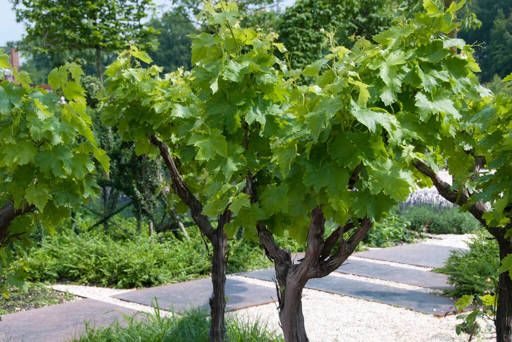 Grape – ‘Boris’ (Vitis vinifera)