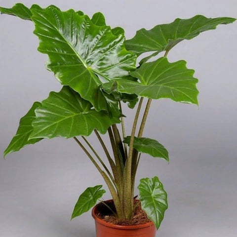 Alocasia ‘Portodora’ (Elephant Ear / Upright Elephant Ear)