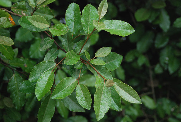 Elaeagnus pungens (Thorny Olive)