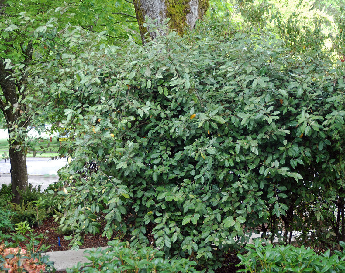 Elaeagnus pungens (Thorny Olive)