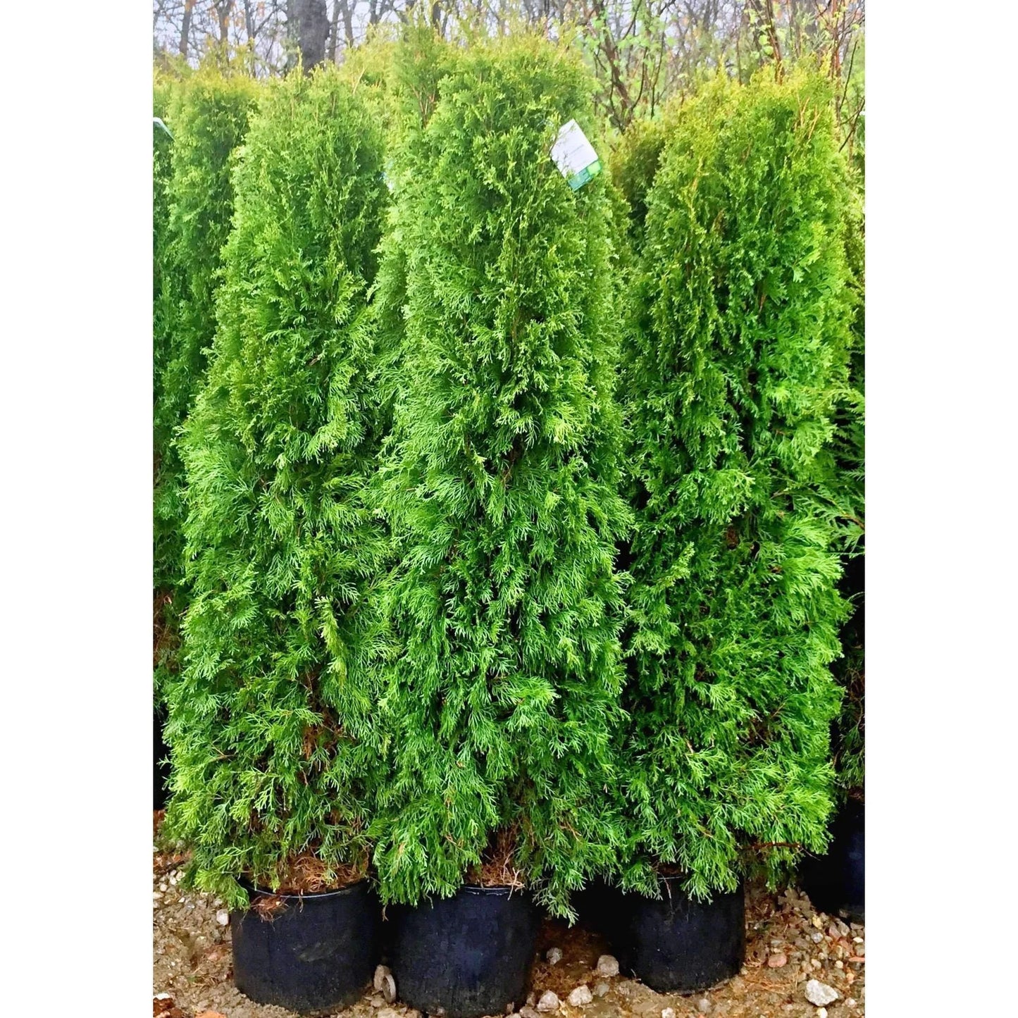 Thuja Smaragd (Emerald Green Arborvitae)