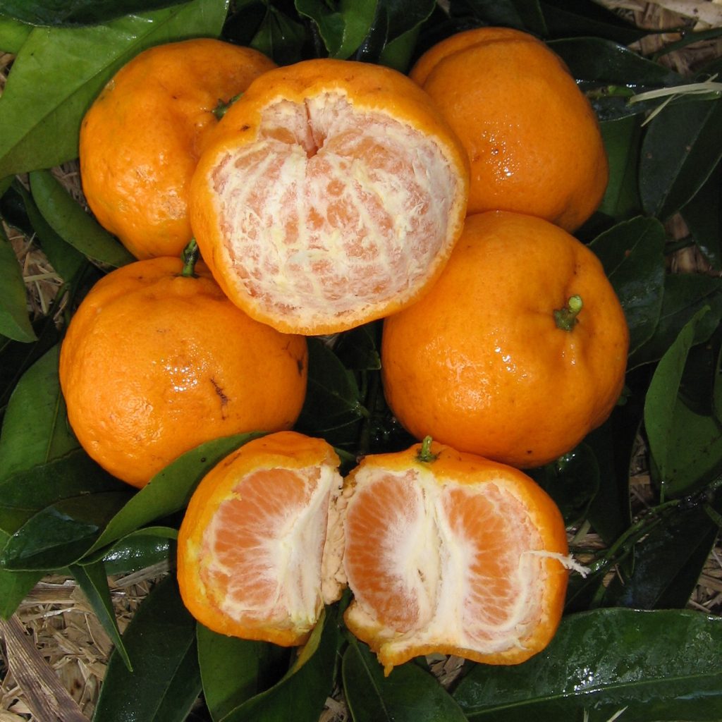 Citrus reticulata (Engalls Seedless Mandarin)