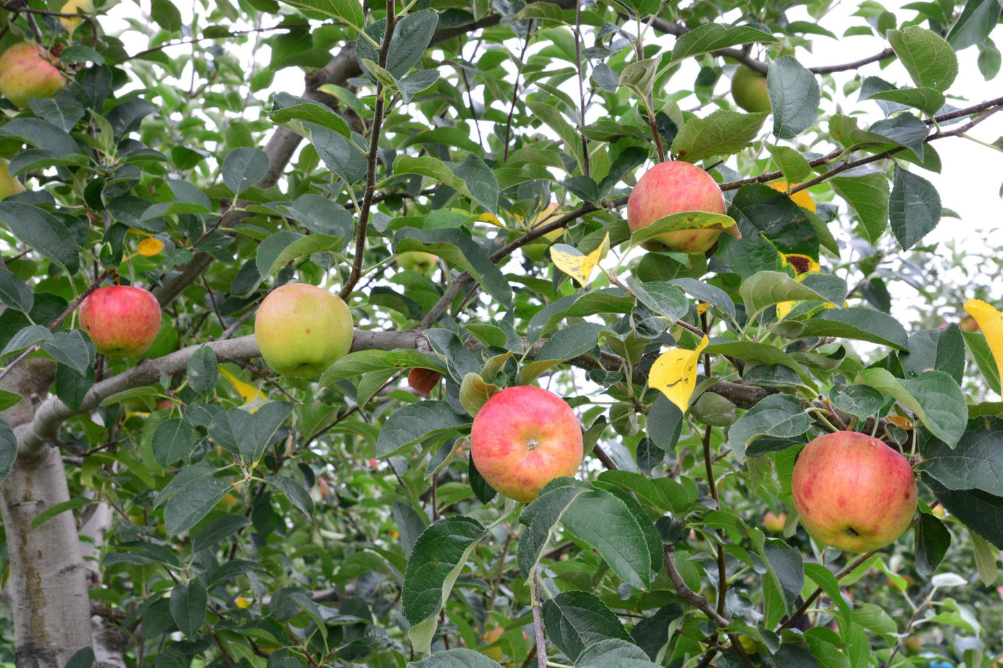 Malus Domestica (Assorted Apple)