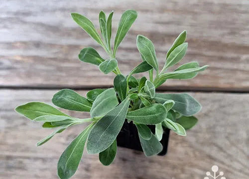Eremophila glabra prostrate 'Blue Horizon™' (Blue Horizon Emu Bush)