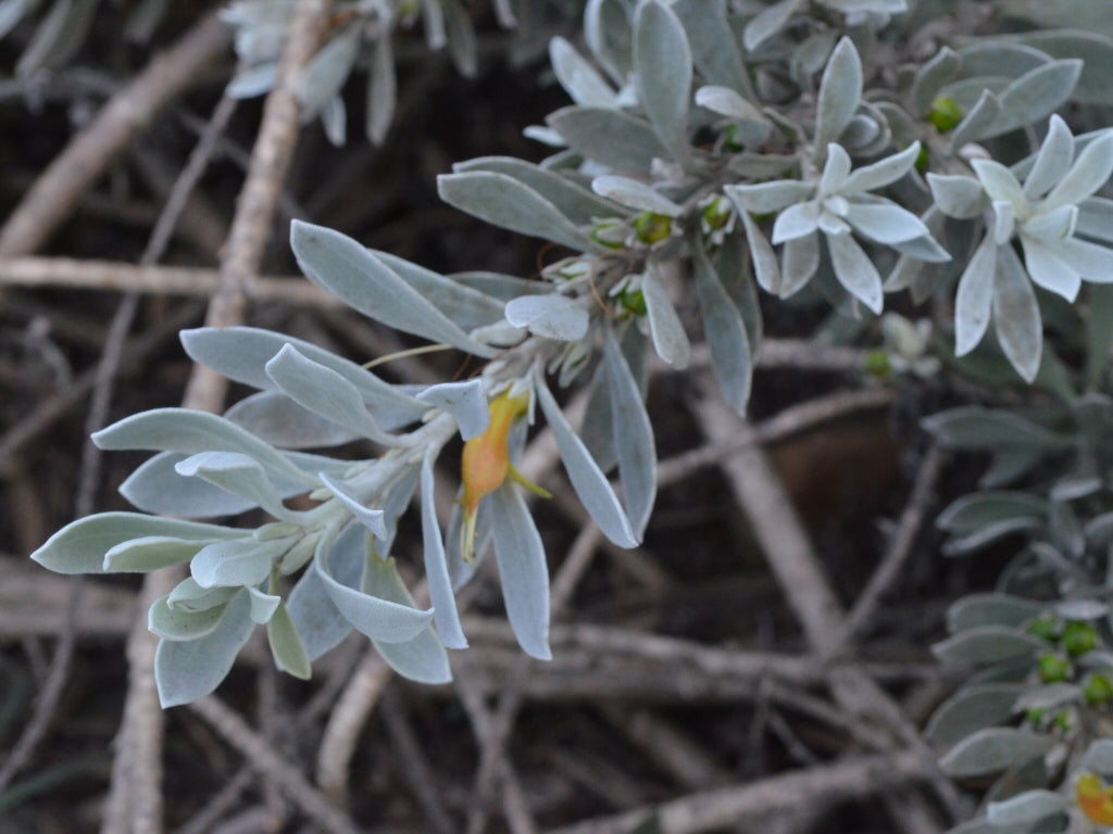 Eremophila Glabra Kalbarri Carpet