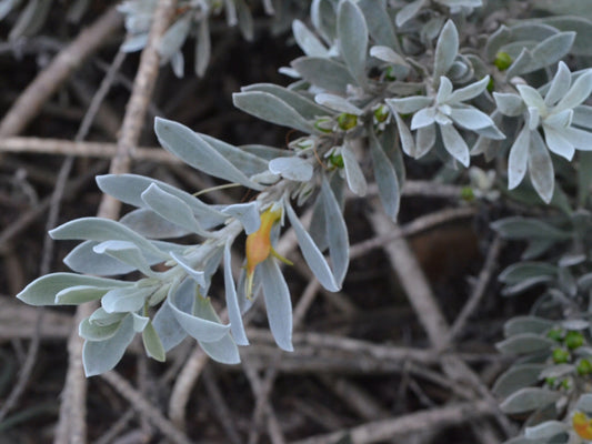 Eremophila Glabra Kalbarri Carpet