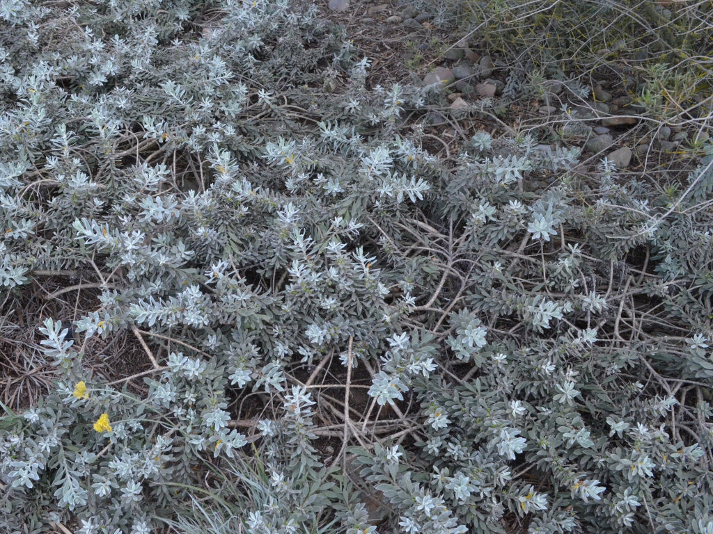 Eremophila Glabra Kalbarri Carpet