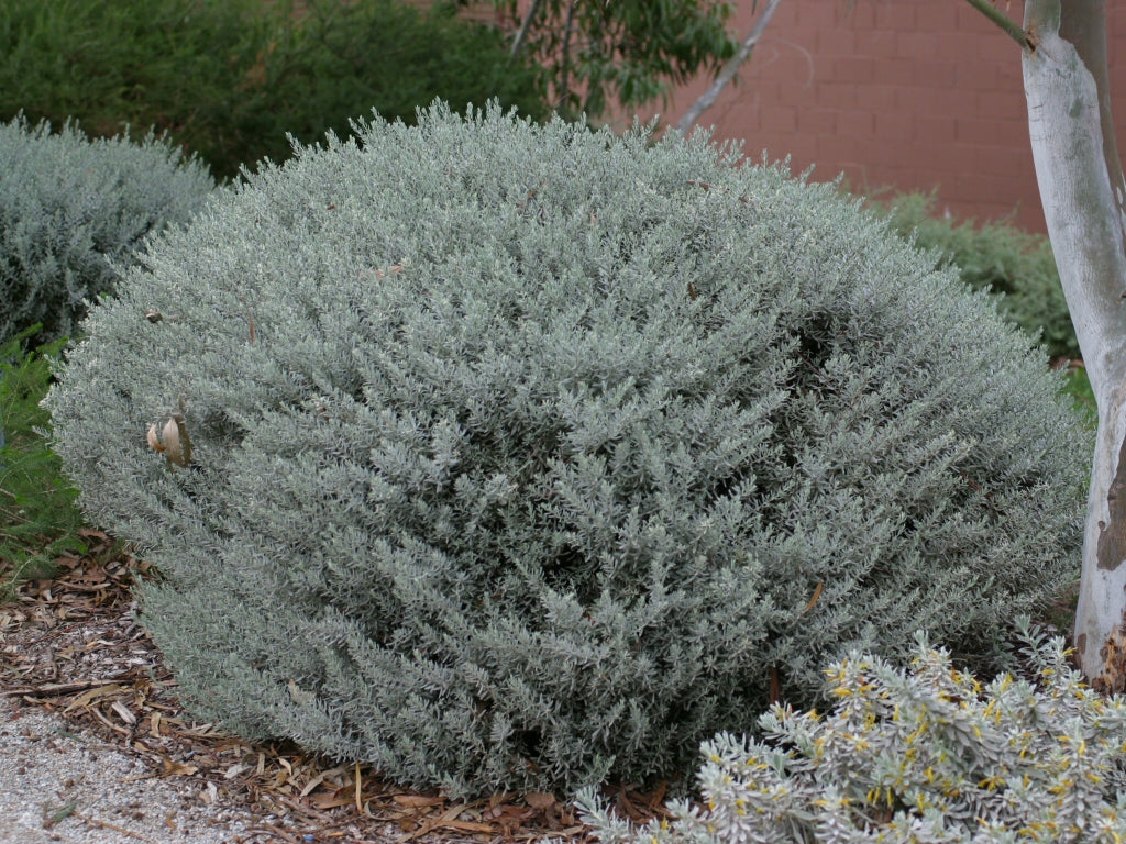 Eremophila glabra ‘Silver Ball’ (Silver Emu Bush)