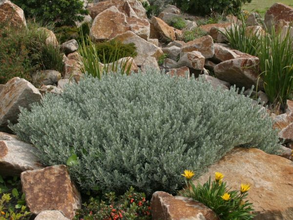 Eremophila glabra ‘Silver Ball’ (Silver Emu Bush)
