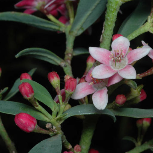 Philotheca myoporoides ‘Profusion’ (syn. Eriostemon)